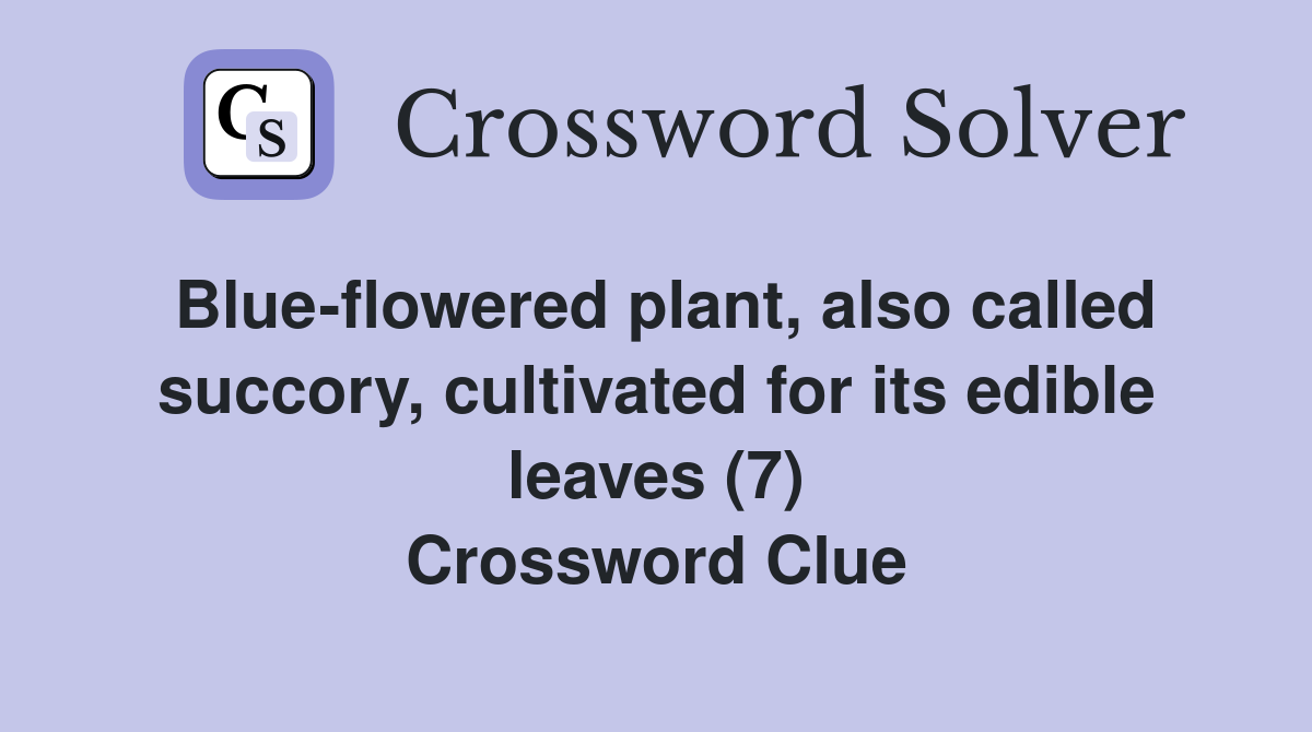 Blueflowered plant, also called succory, cultivated for its edible leaves (7) Crossword Clue